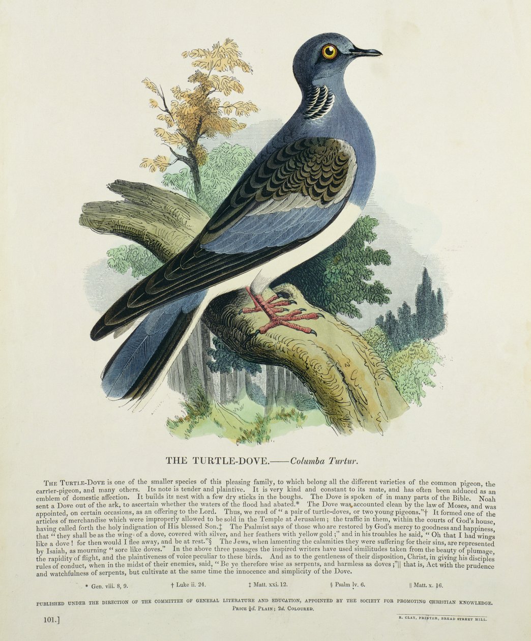 Turtle Dove Columba Turur by English School